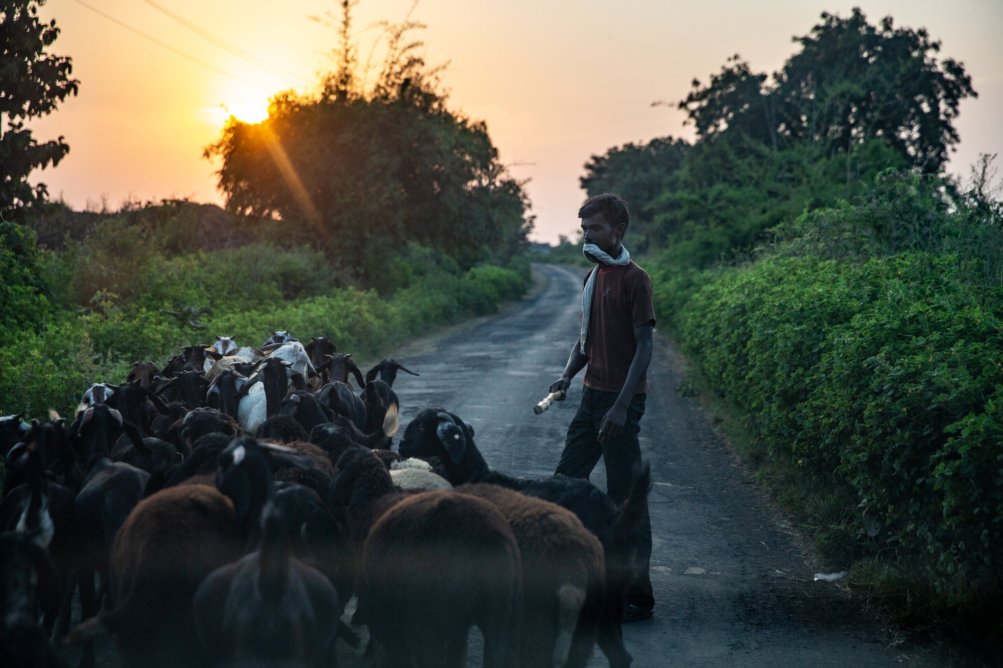 Chien dich san ho an thit nguoi o An Do anh 4