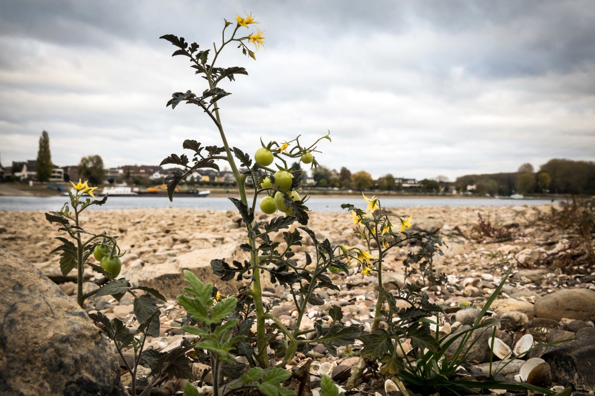 Hạn hán kỷ lục ở Đức ảnh 6 Han han ky luc o Duc anh 6