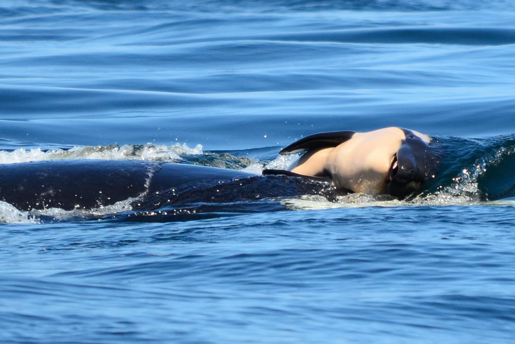 Cá voi sát thủ tuyệt chủng ảnh 1 Ca voi sat thu tuyet chung anh 1