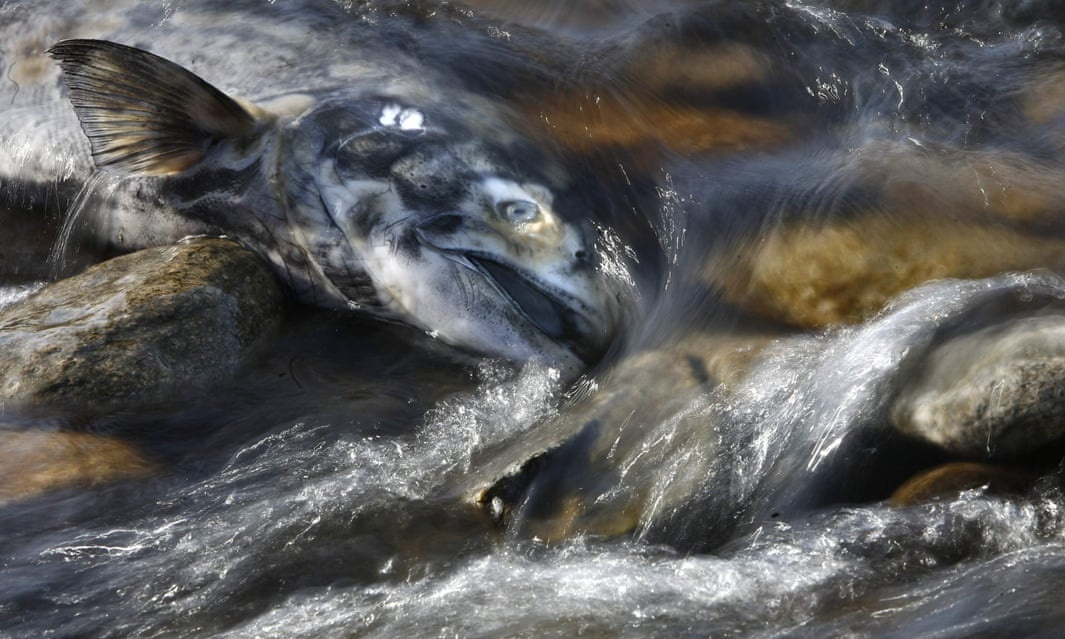 Cá voi sát thủ tuyệt chủng ảnh 4 Ca voi sat thu tuyet chung anh 4