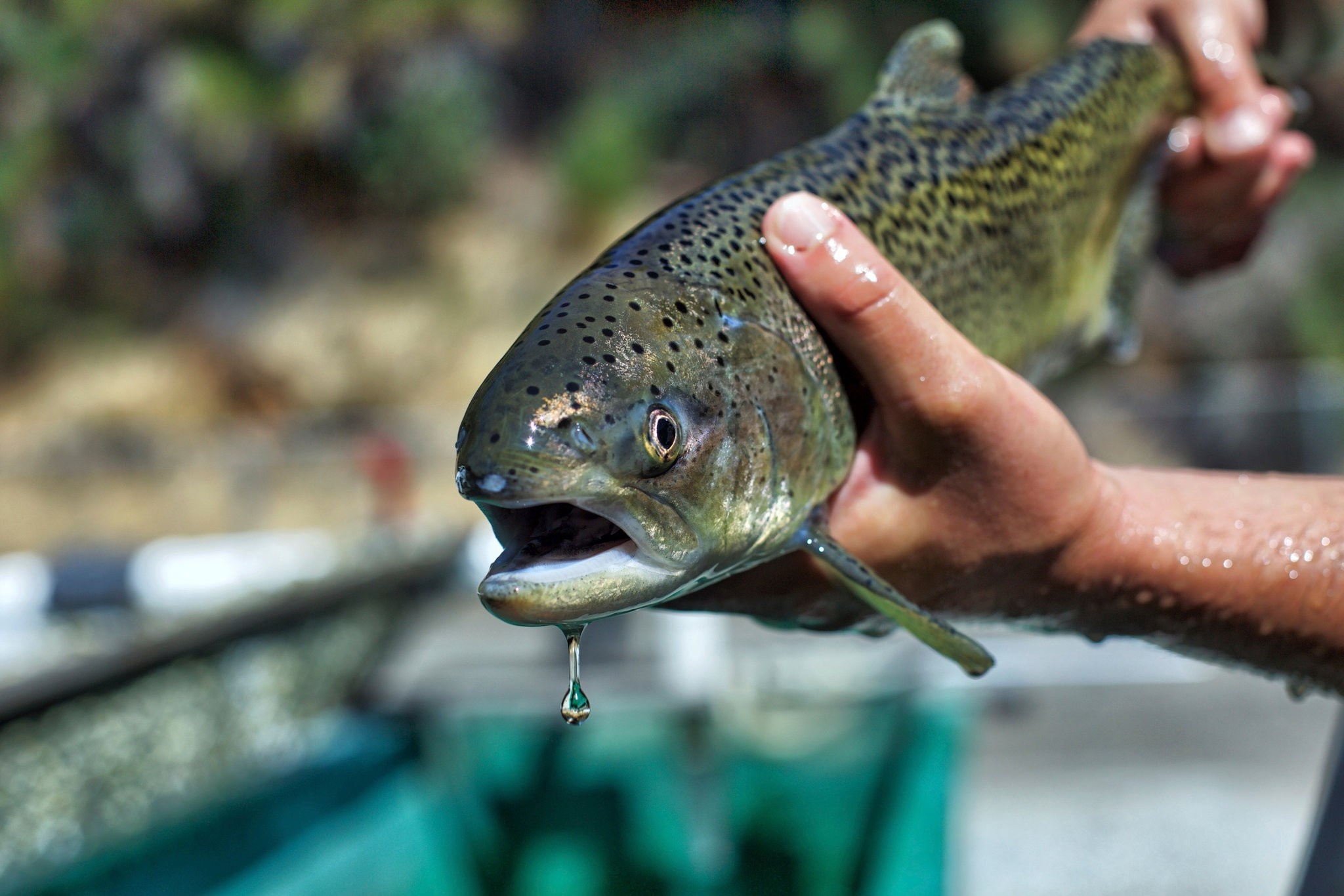 Cá voi sát thủ tuyệt chủng ảnh 3 Ca voi sat thu tuyet chung anh 3