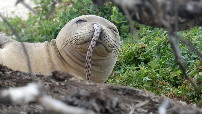 Bi an hang loat hai cau thay tu Hawaii bi mac luon bien vao mui hinh anh