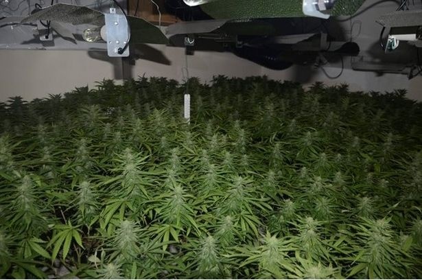 Người Việt trồng cần ở Anh ảnh 1 Nguoi Viet trong can o Anh anh 1