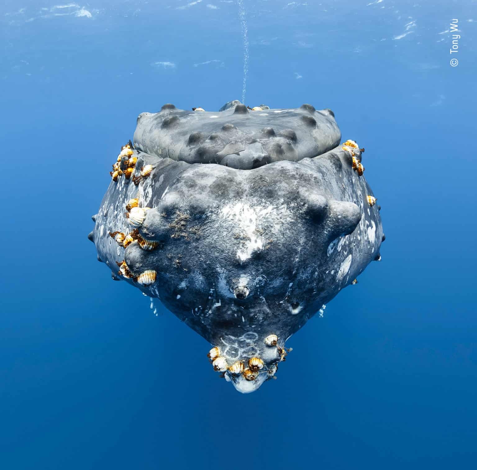 Ảnh động vật đẹp nhất 2018 ảnh 13 Anh dong vat dep nhat 2018 anh 13