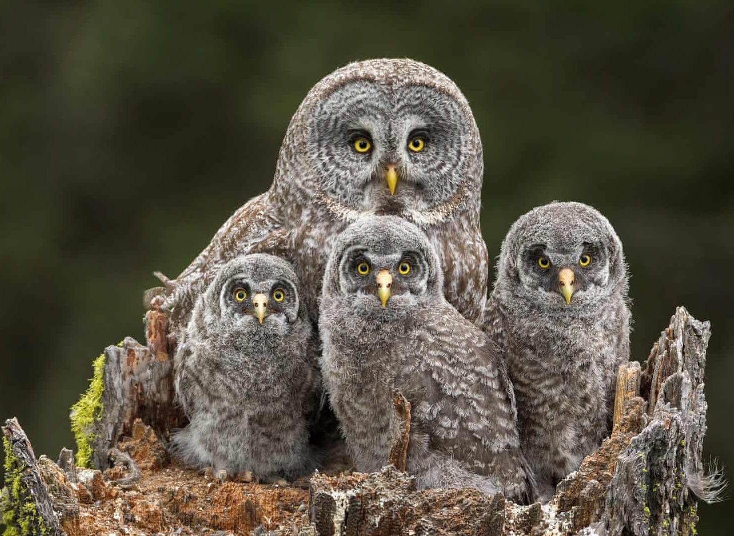 Nhung buc anh dong vat dep nhat nam 2018 hinh anh