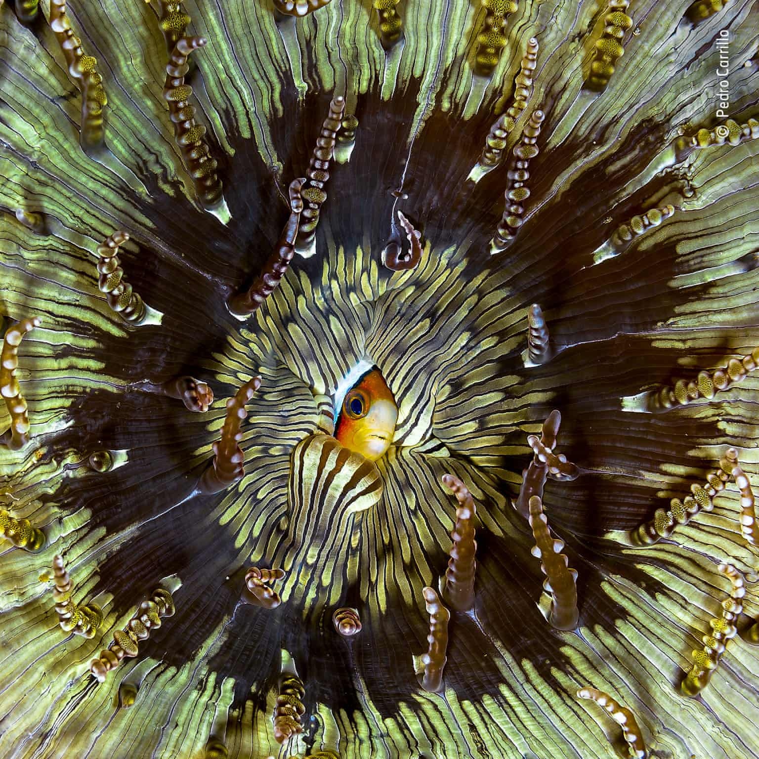 Ảnh động vật đẹp nhất 2018 ảnh 7 Anh dong vat dep nhat 2018 anh 7