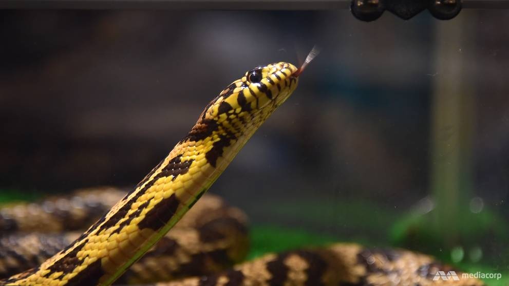 Nhung quan cafe dac biet voi ran, nhim va cu o Tokyo hinh anh