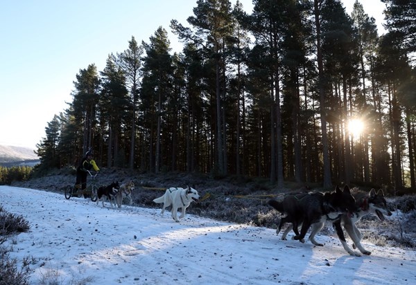 Le hoi cho keo Scotland anh 3