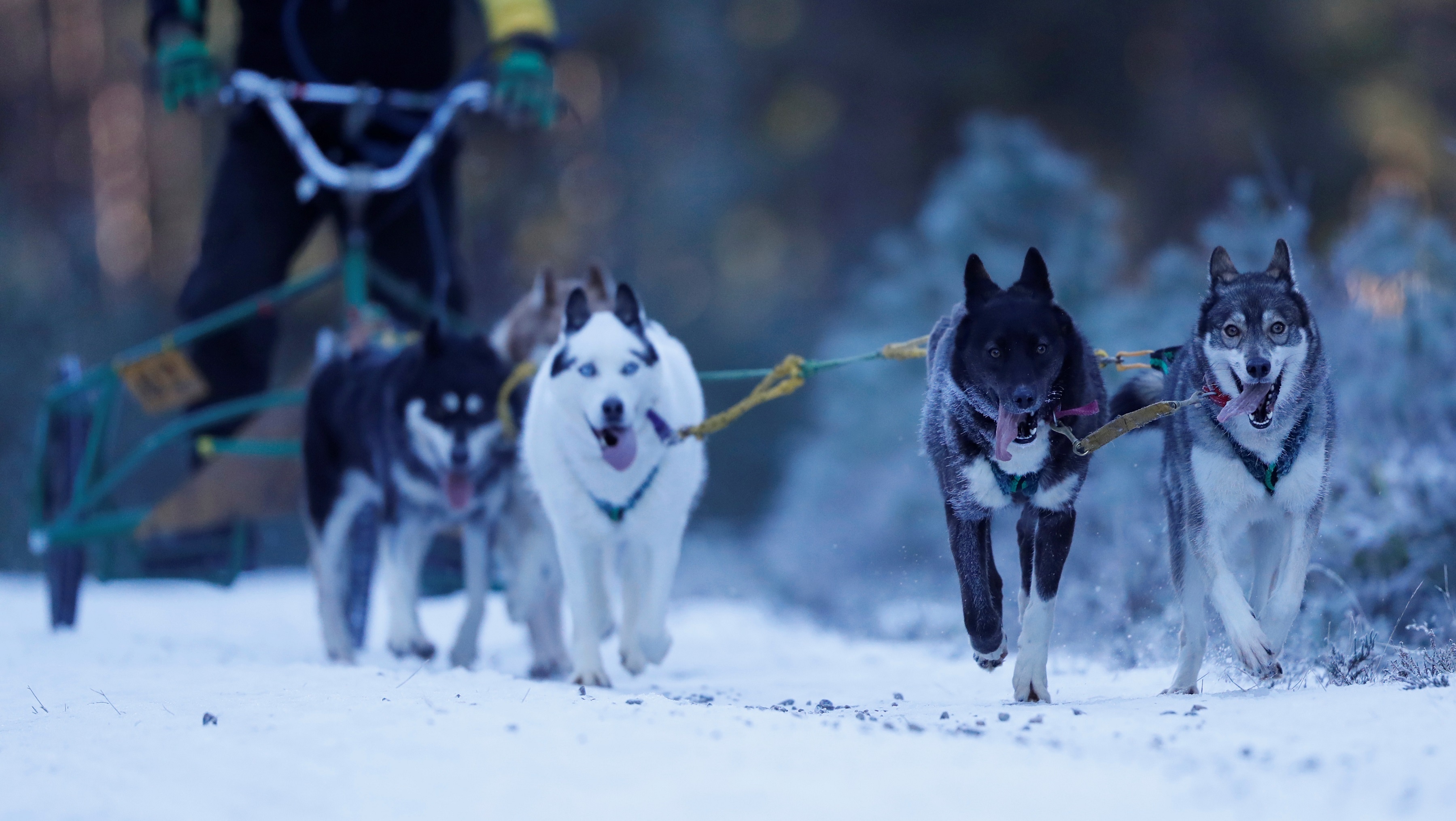 Le hoi cho keo Scotland anh 1