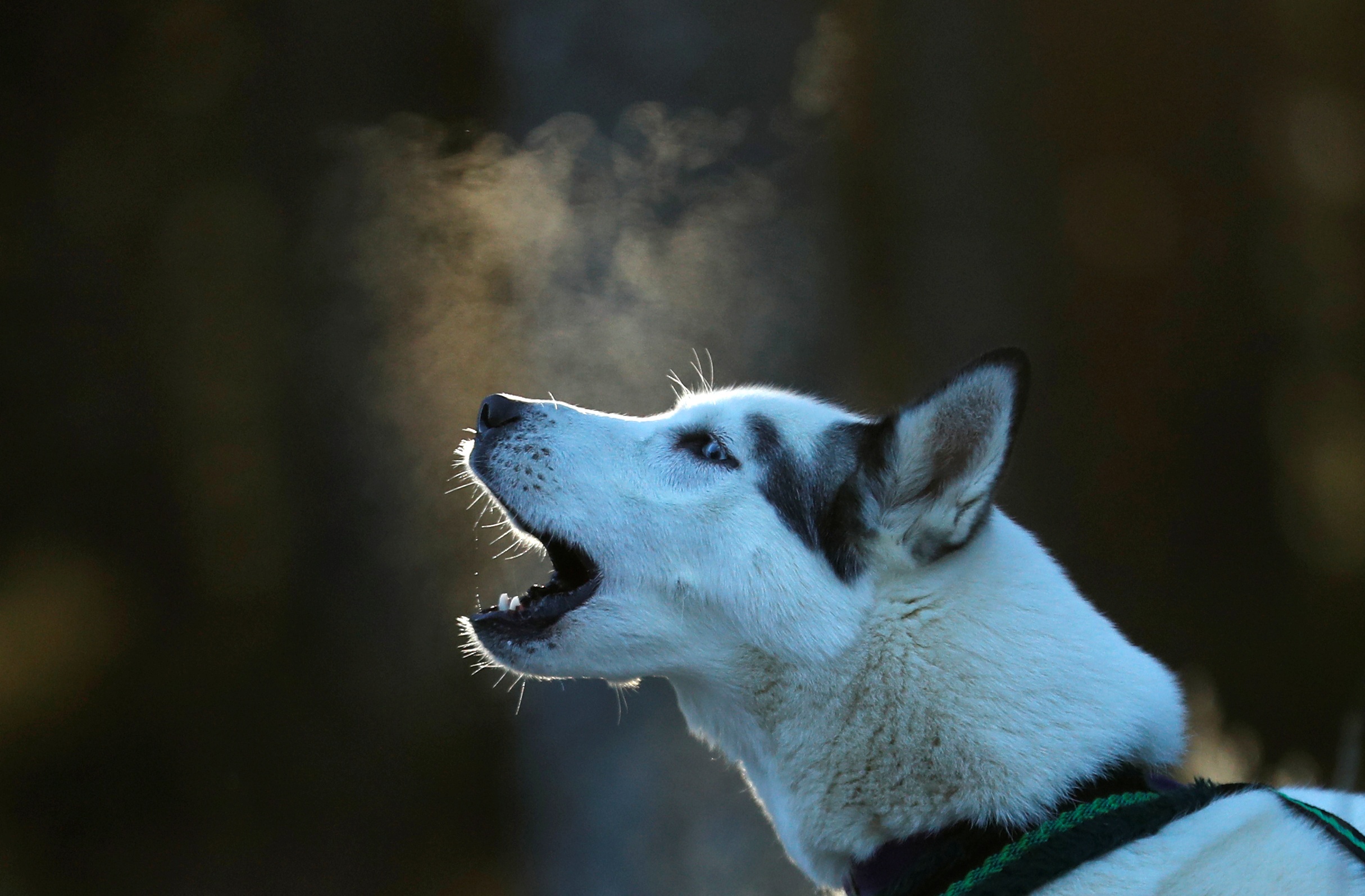 Le hoi cho keo Scotland anh 8