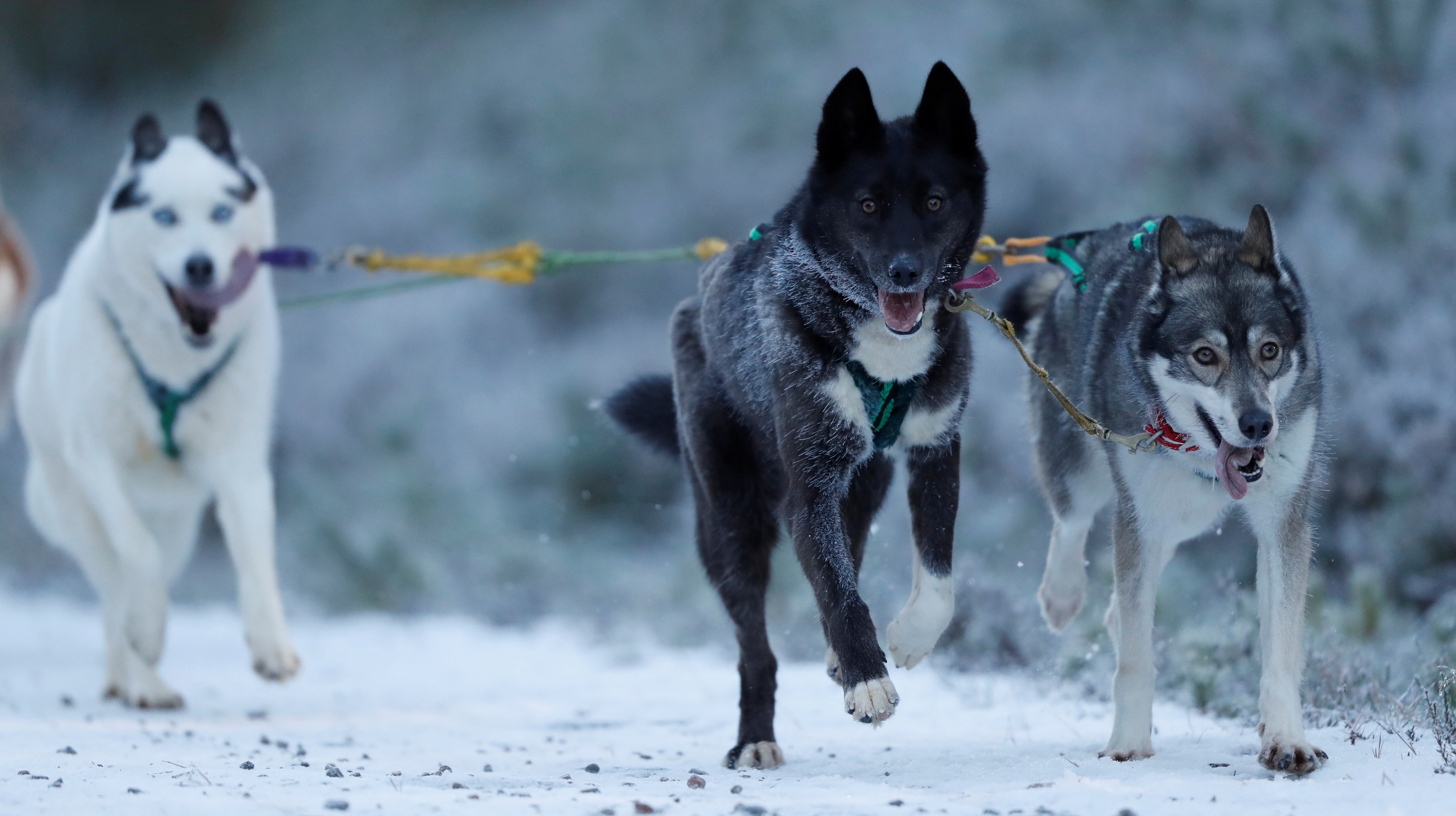 Chuan bi cho le hoi cho keo lon nhat nam tai Scotland hinh anh