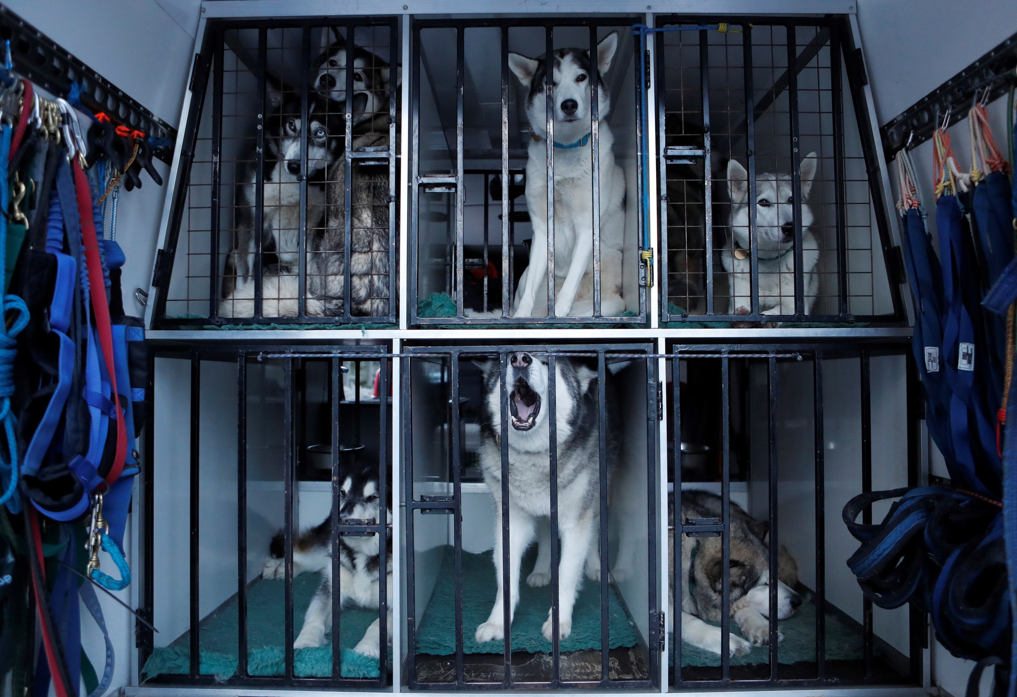 Le hoi cho keo Scotland anh 11