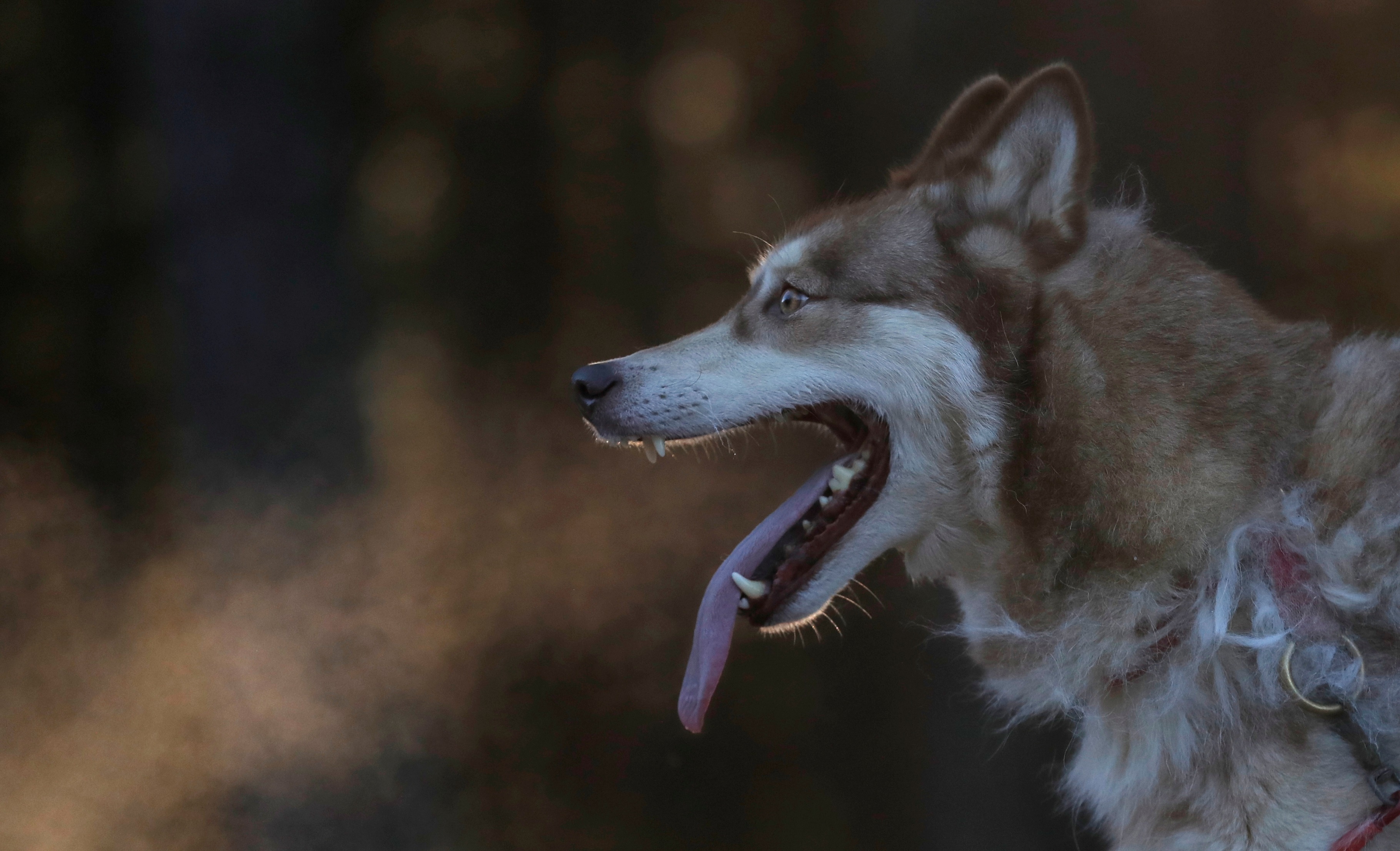 Le hoi cho keo Scotland anh 4