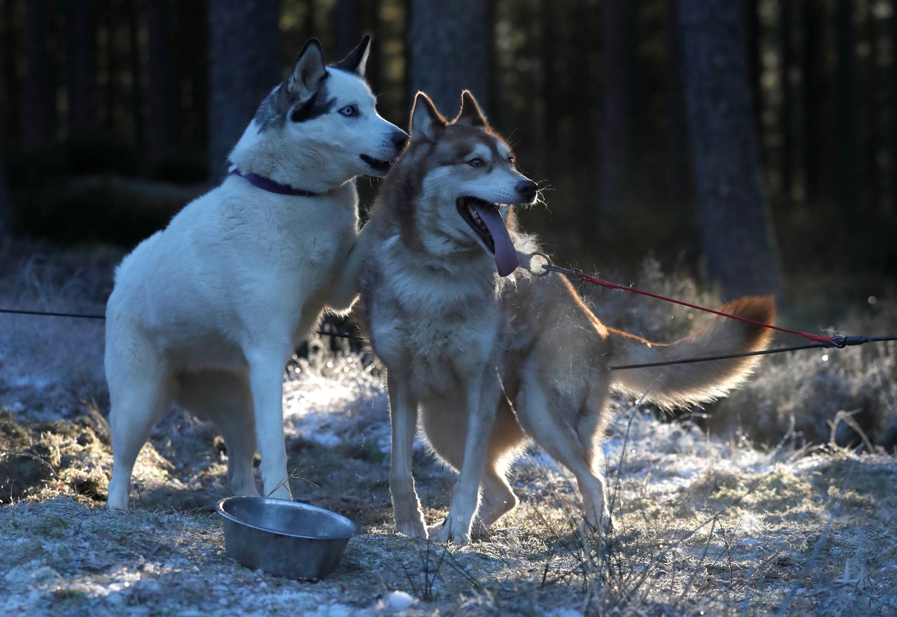 Le hoi cho keo Scotland anh 5