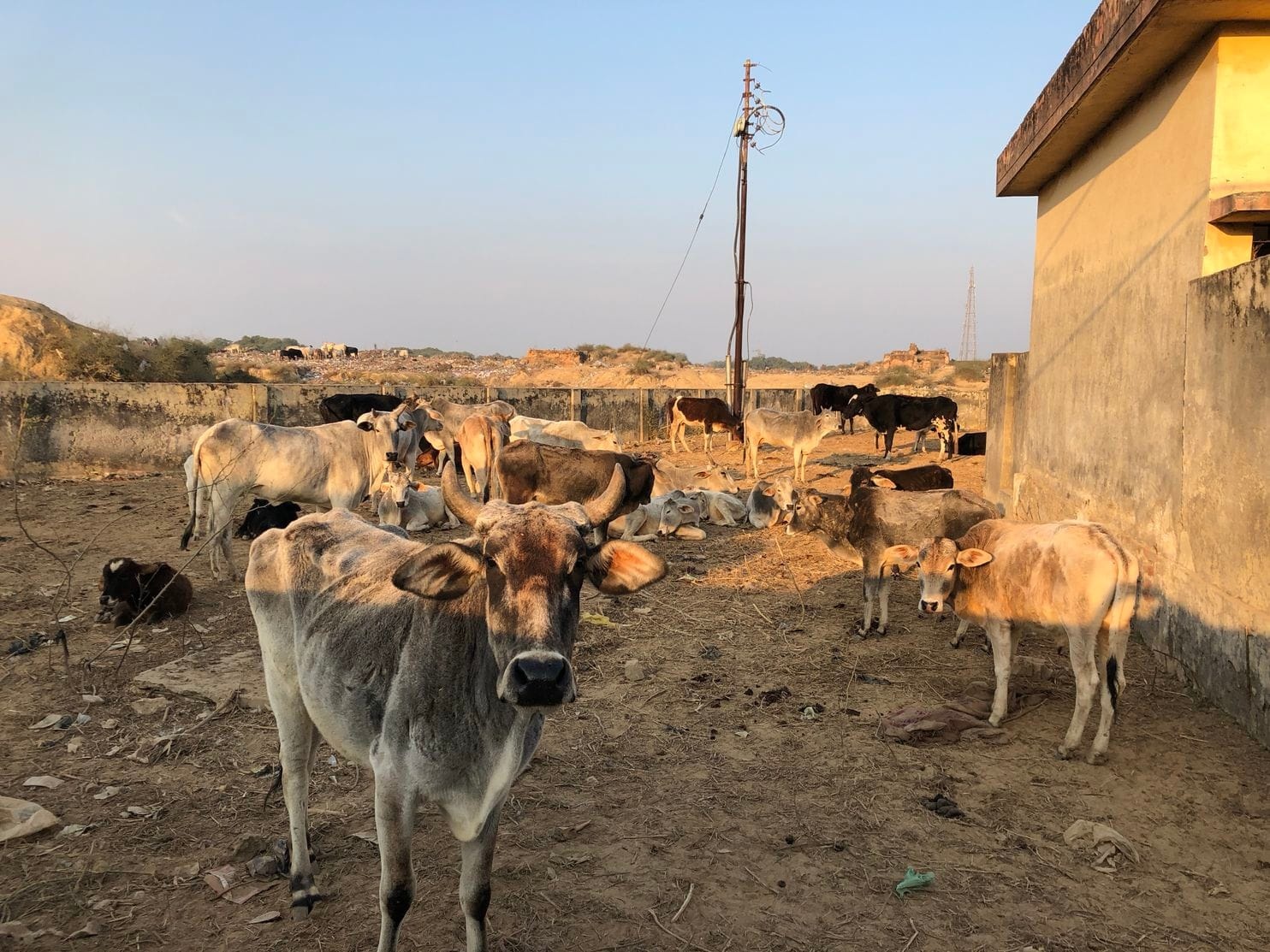 Bo nhot vao truong hoc o An Do anh 1