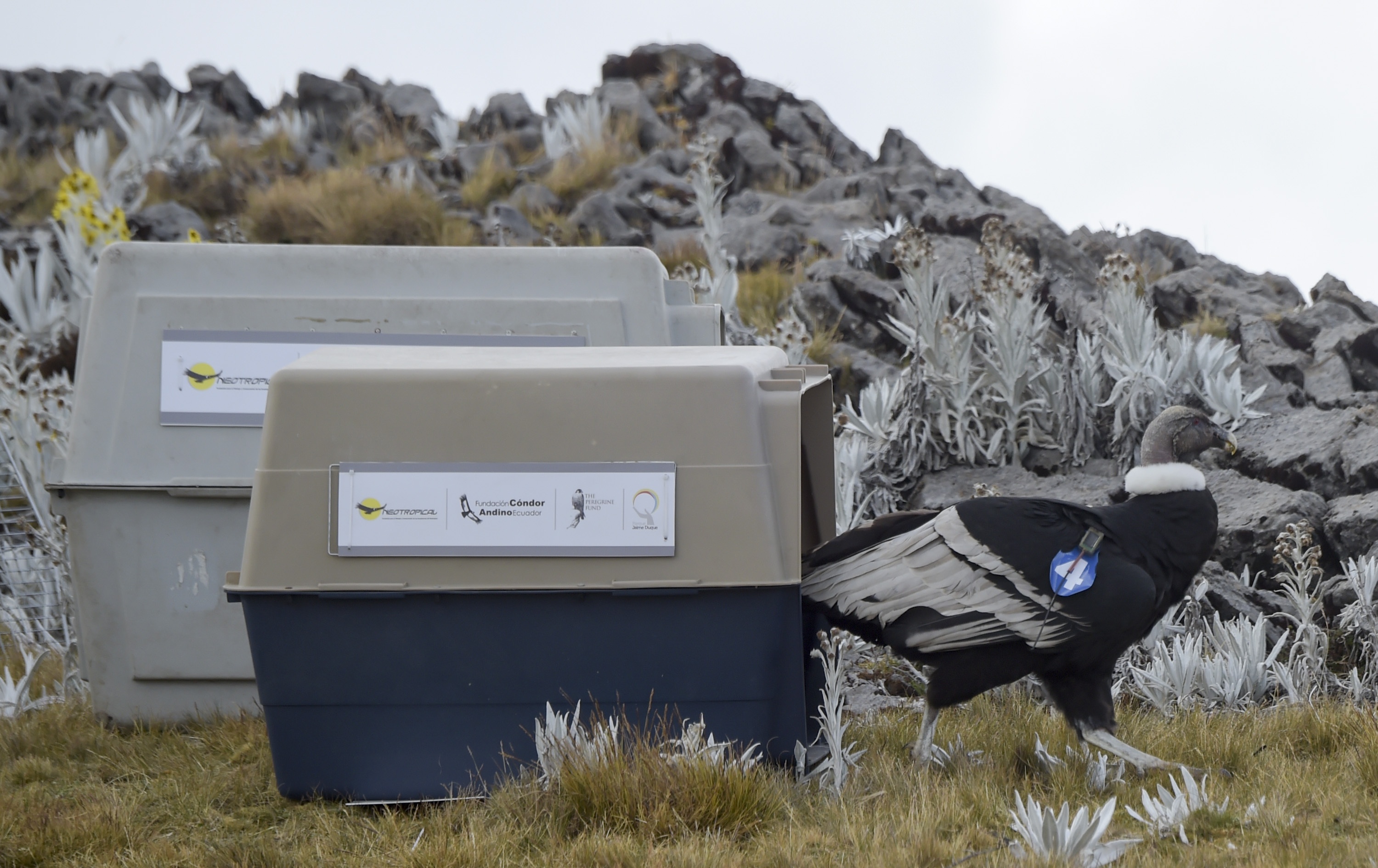 Than ung day Andes anh 8