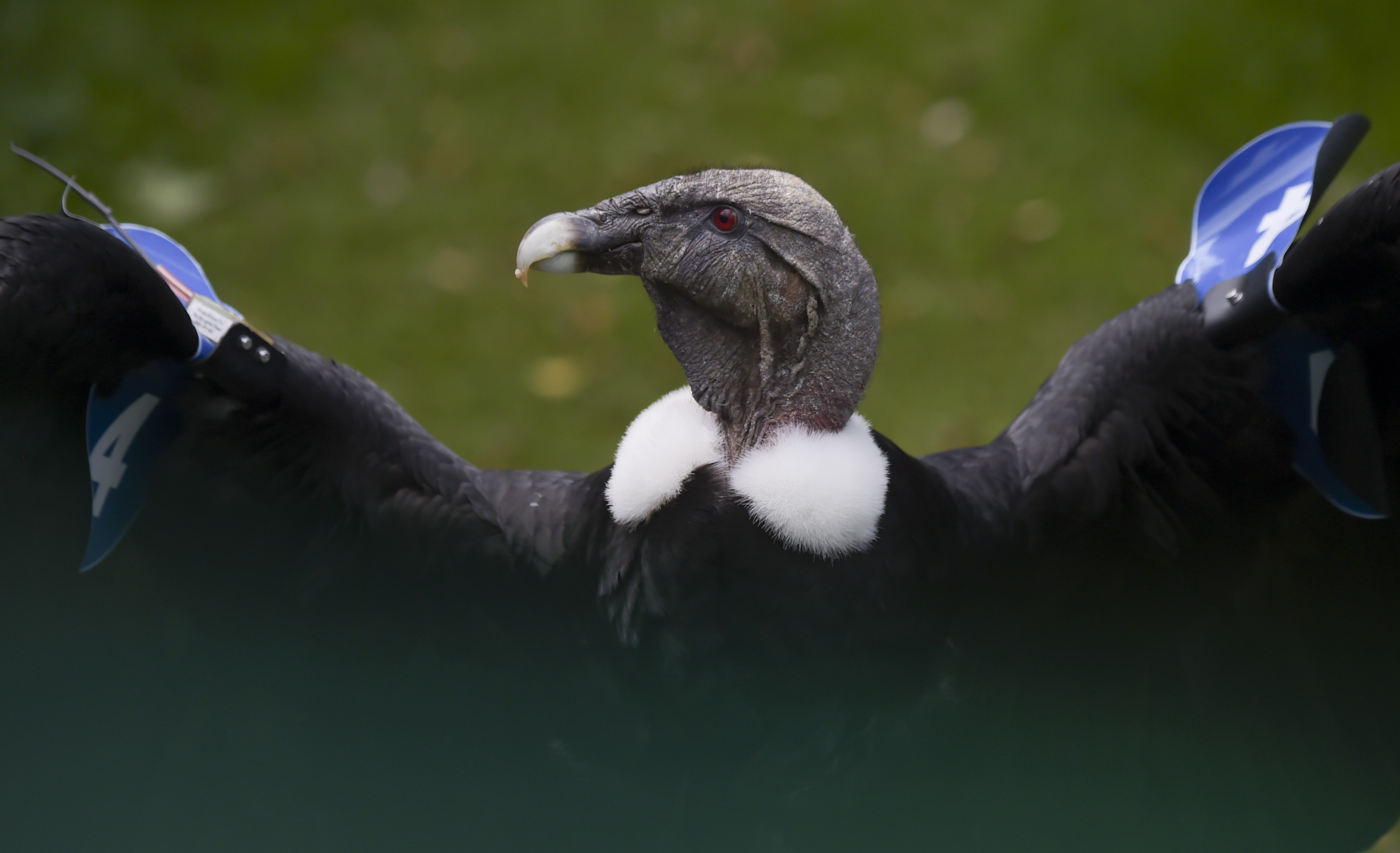 'Than ung' cua day Andes va cuoc chien chong nguy co tuyet chung hinh anh