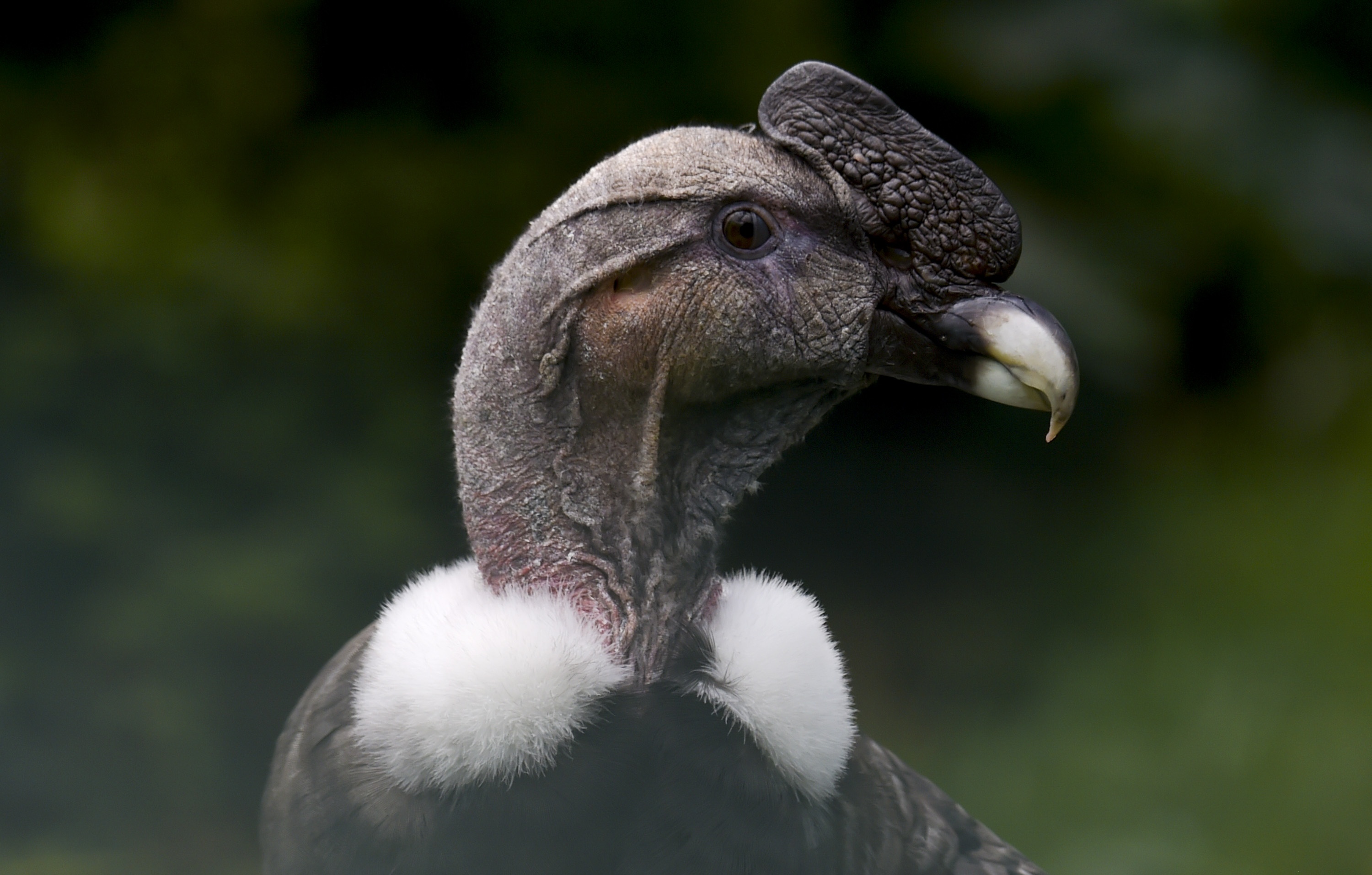 Than ung day Andes anh 3