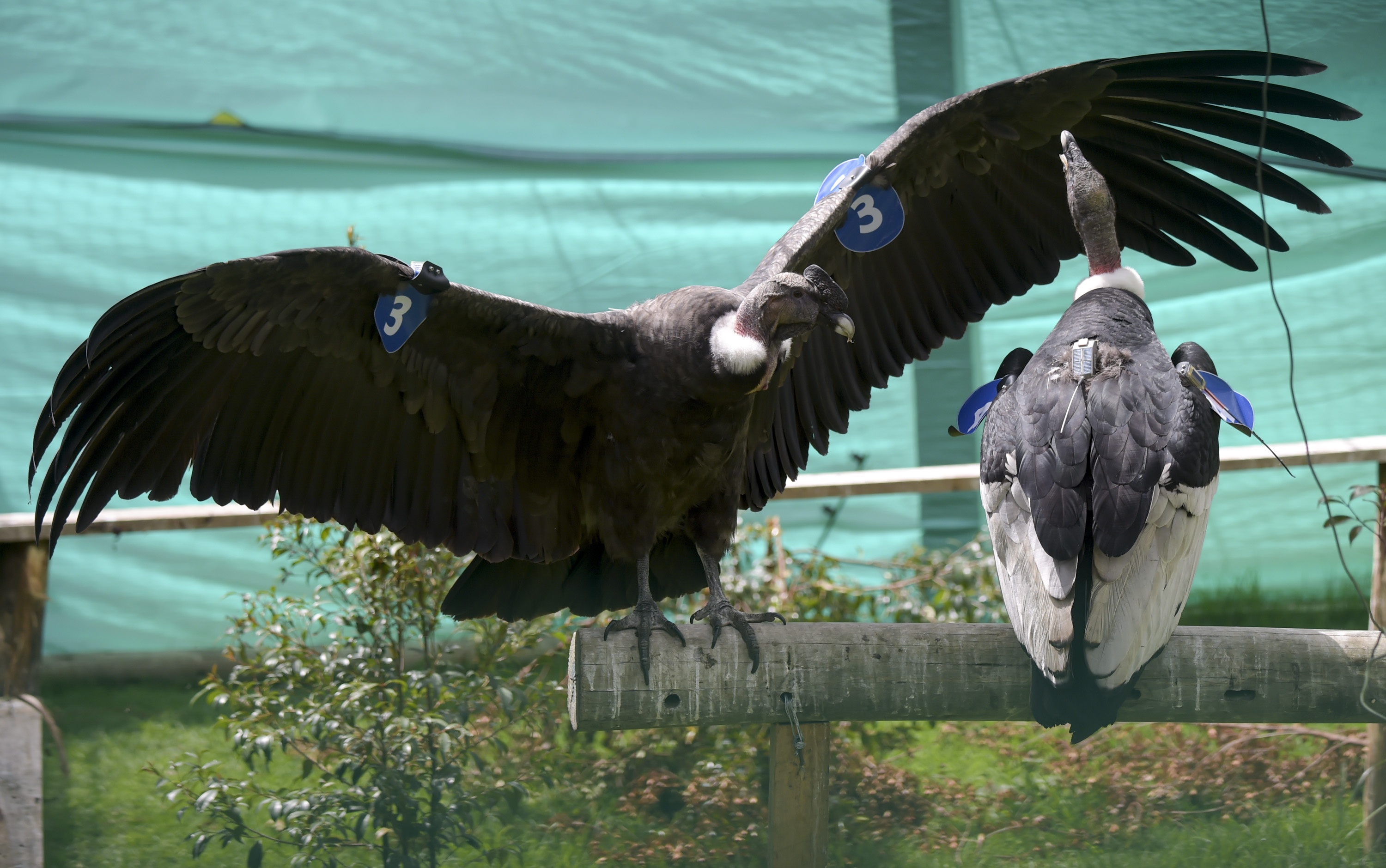 Than ung day Andes anh 1