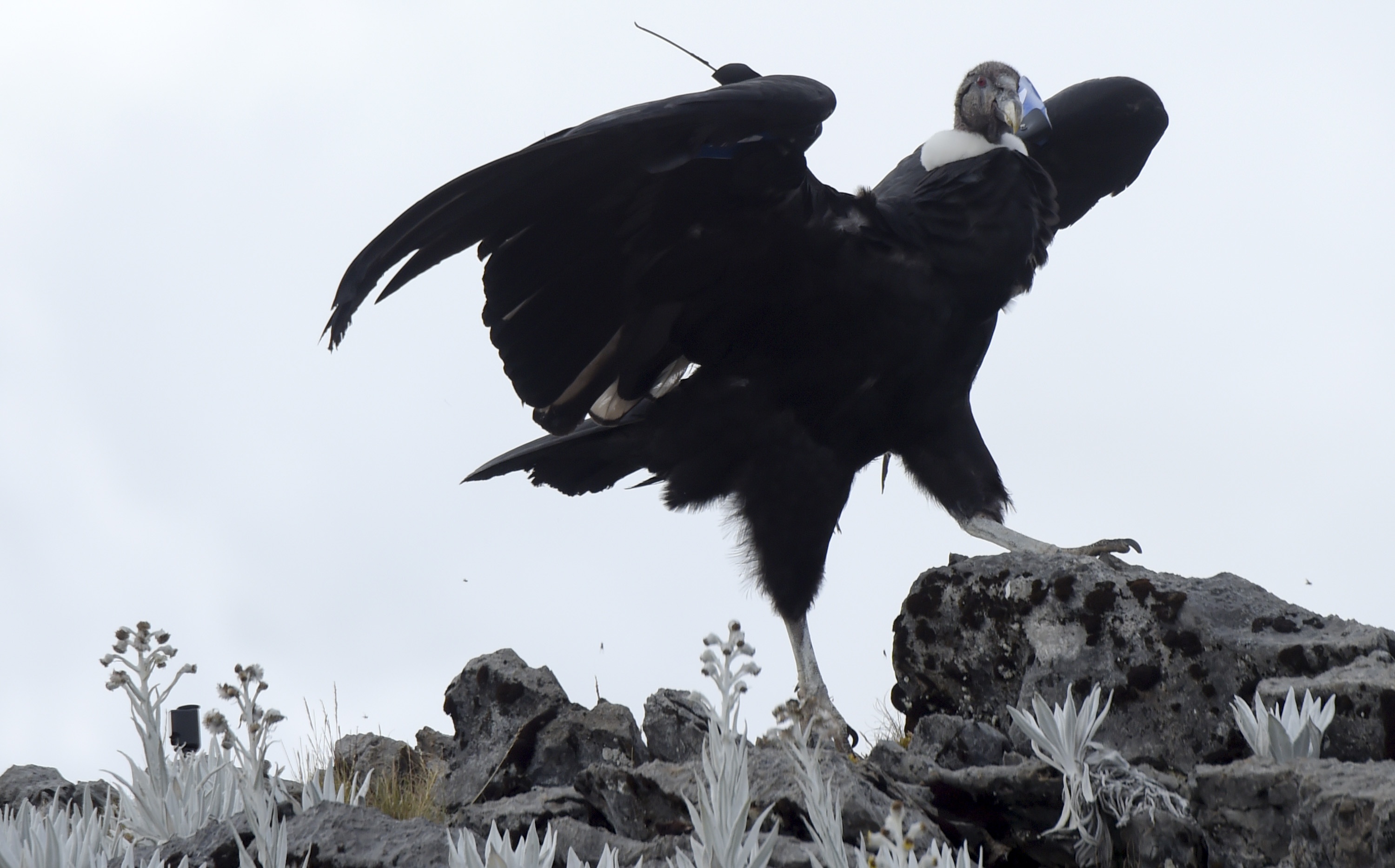 Than ung day Andes anh 4