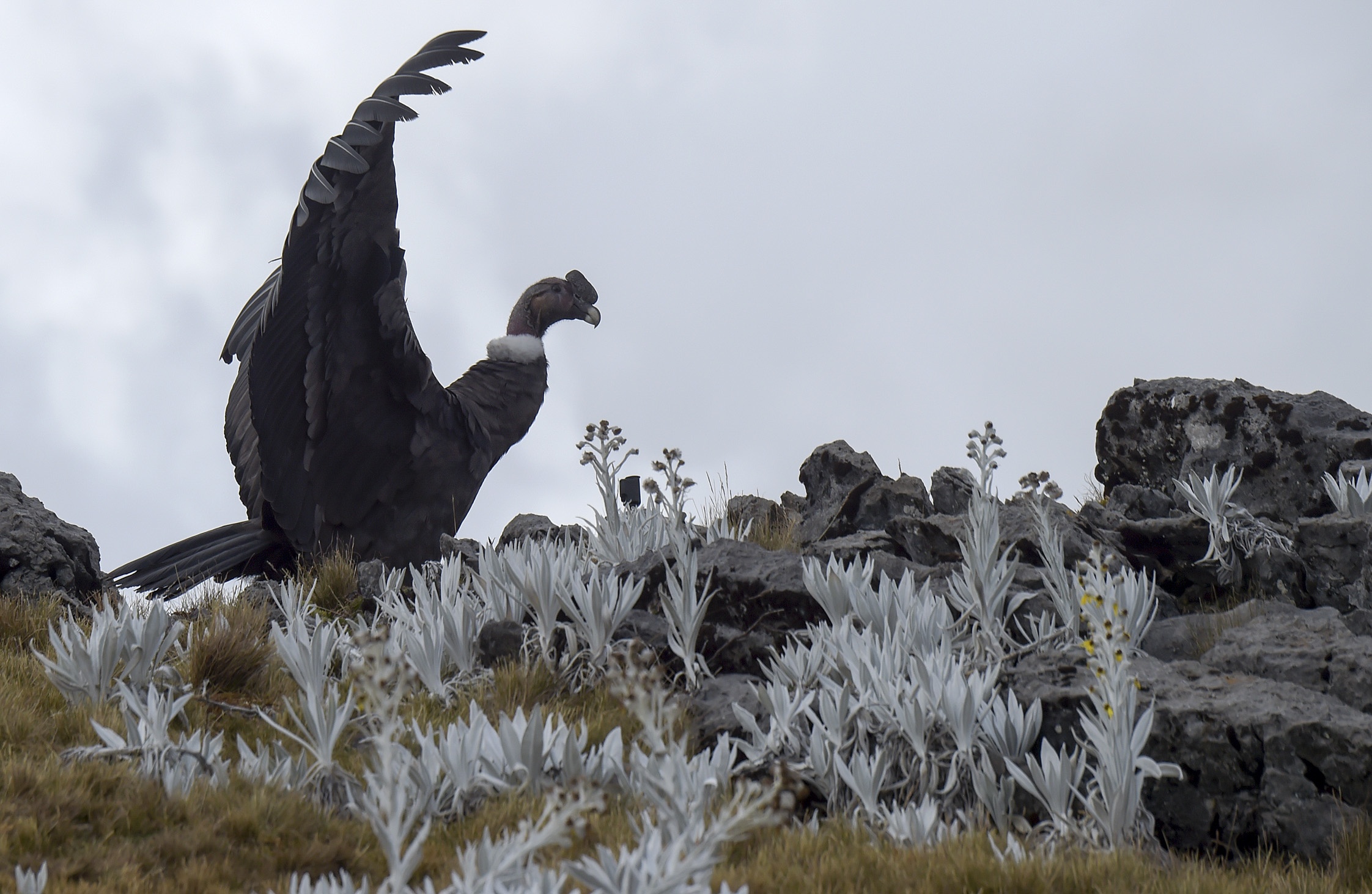 Than ung day Andes anh 9