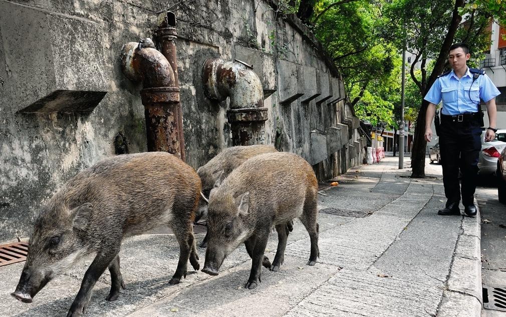 Lon hoang 'xam chiem' Hong Kong hinh anh