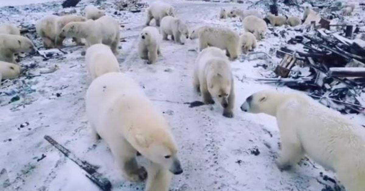 Moi truong song thu hep, 'doan quan' gau Bac cuc xam lang quan dao Nga hinh anh