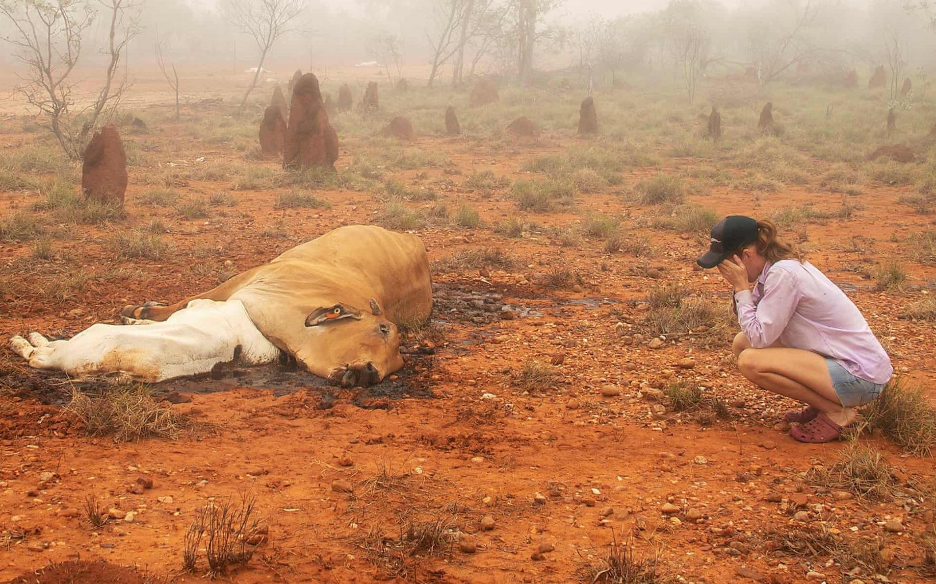 500.000 gia suc chet vi lu lut o Australia, xac nam la liet giua dong hinh anh
