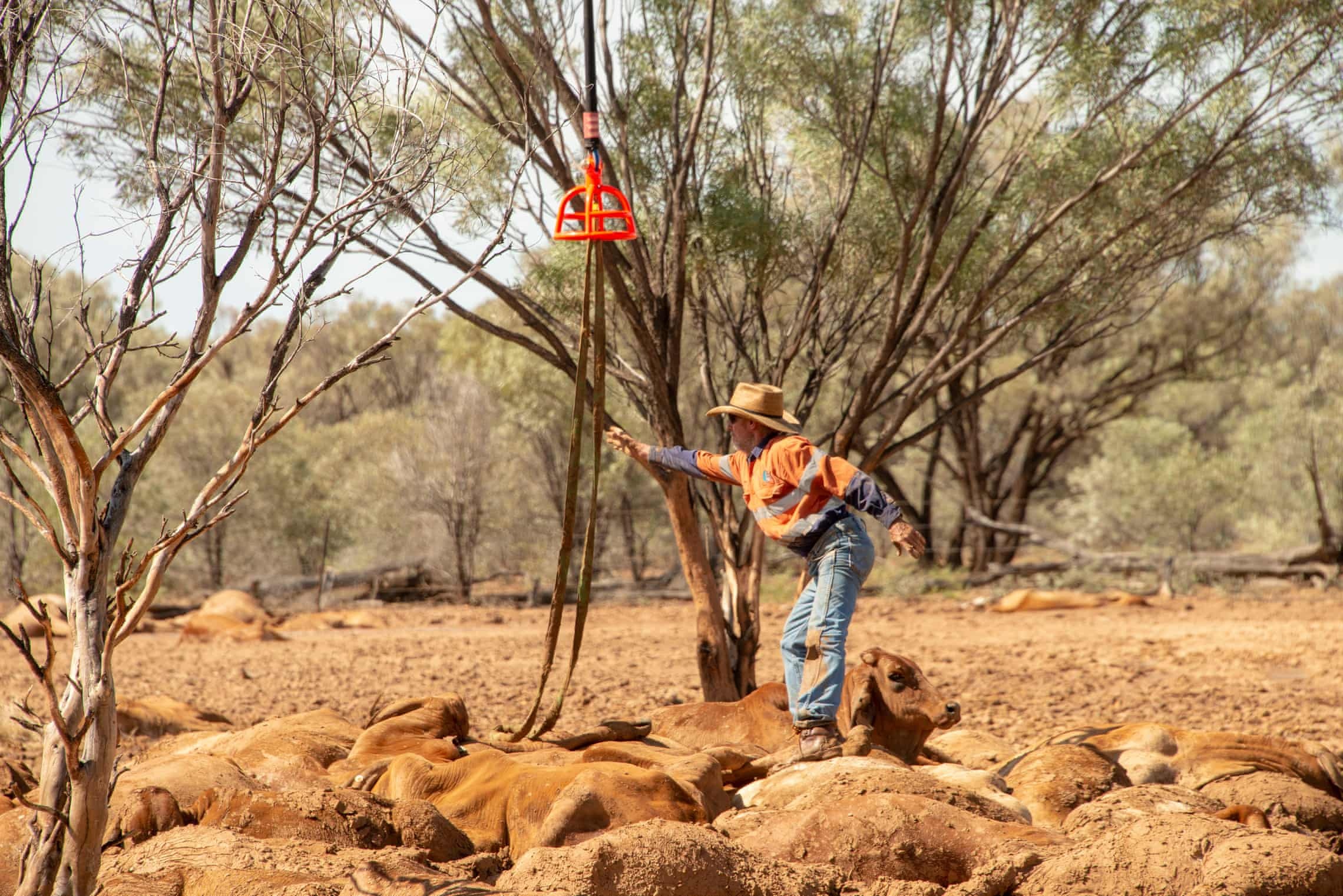 gia suc chet vi lu lut o Uc anh 5