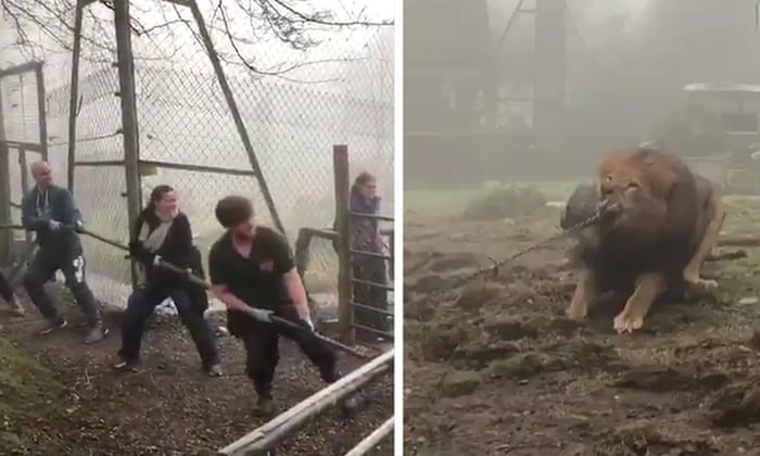 Vuon thu bi chi trich vi cho khach choi keo co voi su tu hinh anh