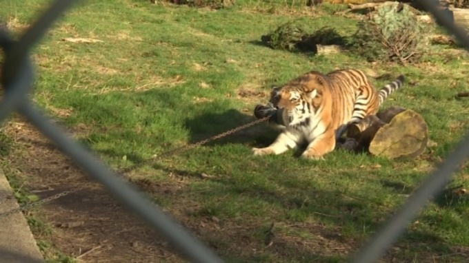 Kéo co với sư tử ảnh 1 Keo co voi su tu anh 1