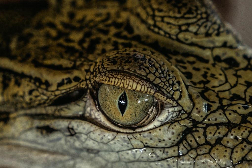 Ca sau san nguoi o Philippines - 'chung nhu muon khoe chien tich' hinh anh