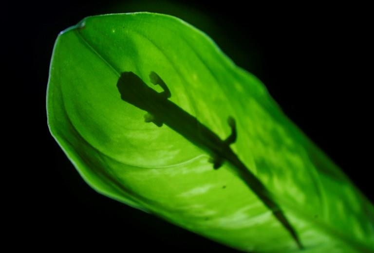 1.200 loai dong vat dang dung truoc moi de doa tuyet chung hinh anh