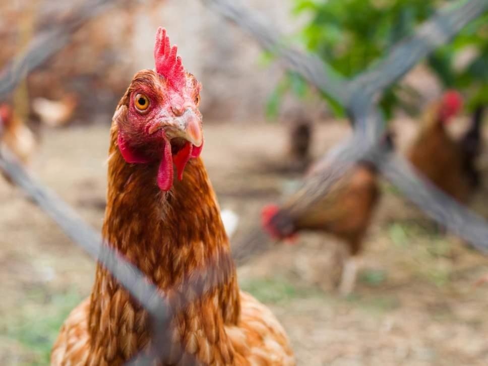 Dan ga phoi hop, giet chet cao xam nhap trang trai o Phap hinh anh