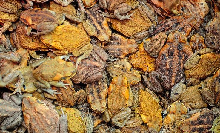 'Con loc' coc doc tan cong khu dan cu o Florida gay hoang mang hinh anh