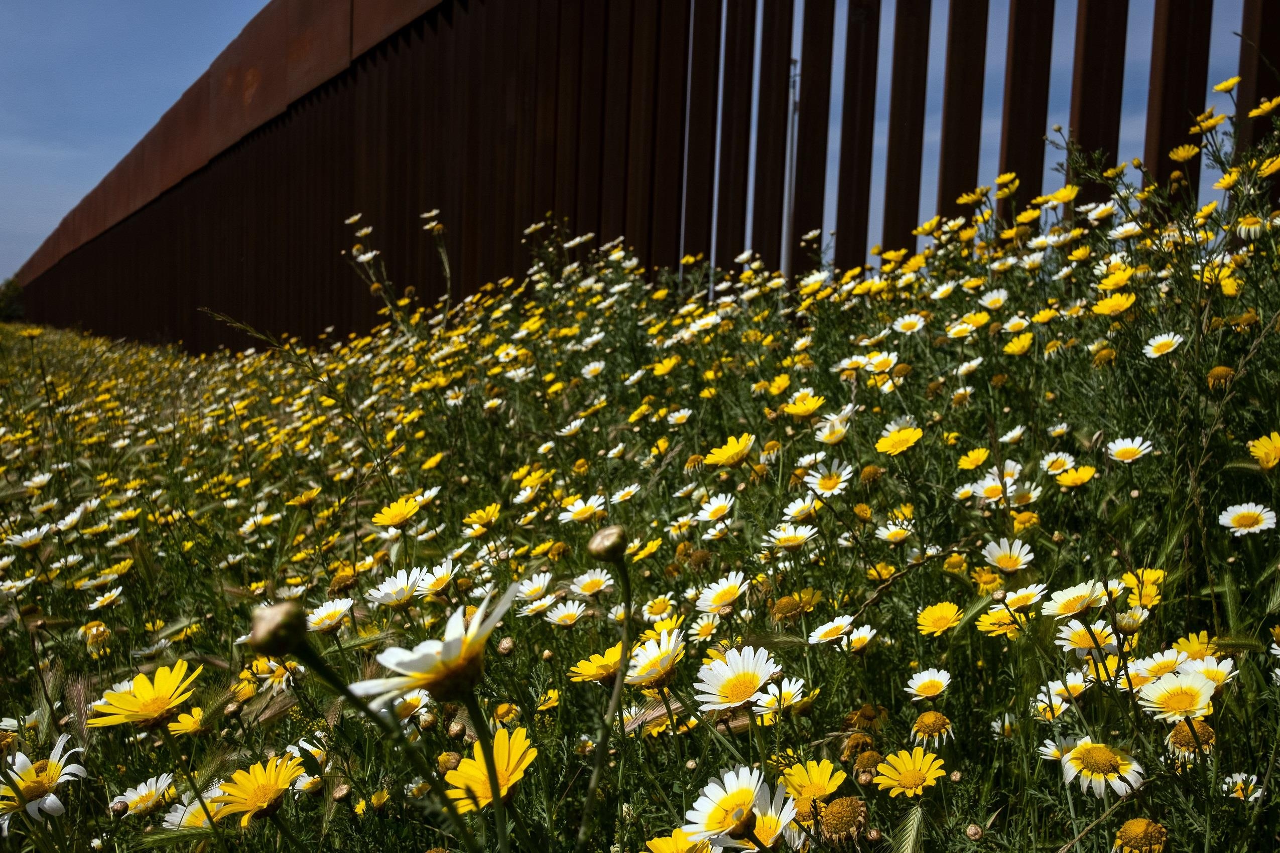 hoa dai no o California anh 9