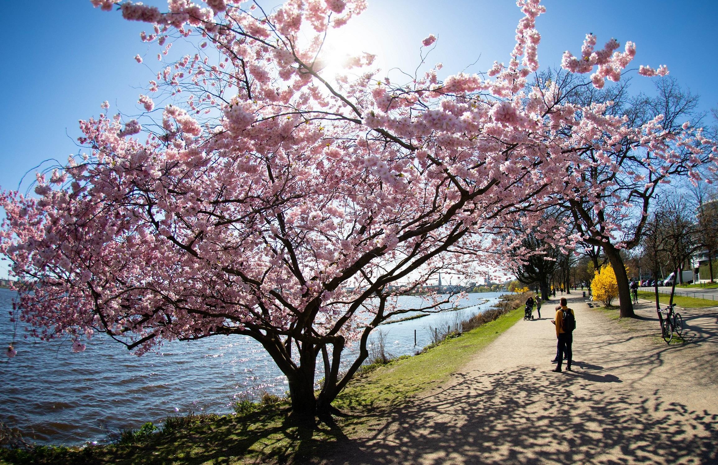 Nhật Bản rực rỡ hoa anh đào ảnh 8 Nhat Ban ruc ro hoa anh dao anh 8