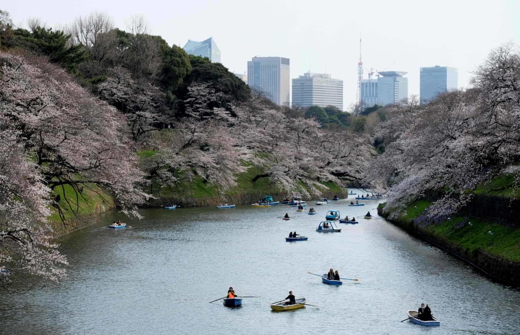 Nhật Bản rực rỡ hoa anh đào ảnh 5 Nhat Ban ruc ro hoa anh dao anh 5