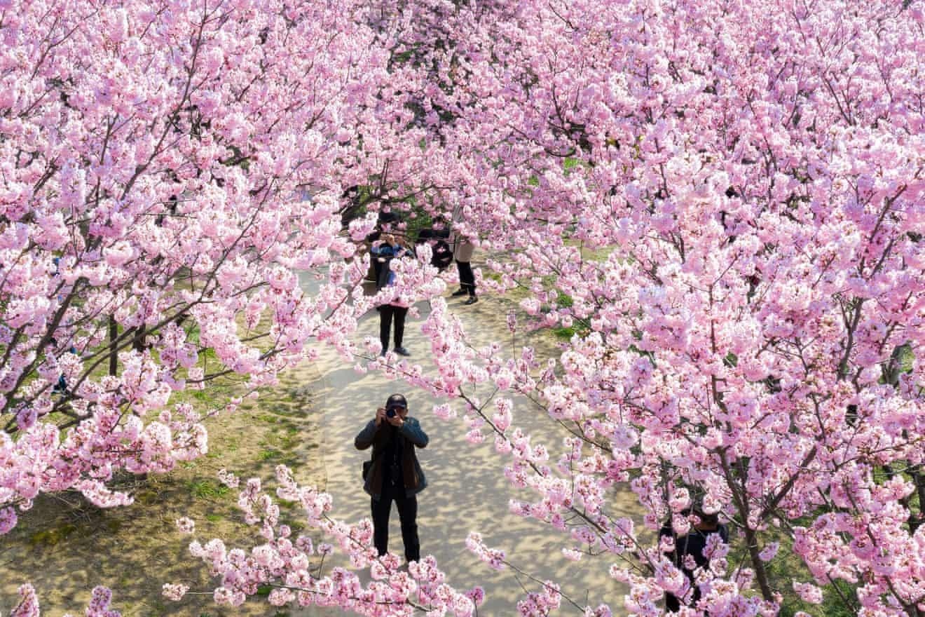 Nhật Bản rực rỡ hoa anh đào ảnh 3 Nhat Ban ruc ro hoa anh dao anh 3