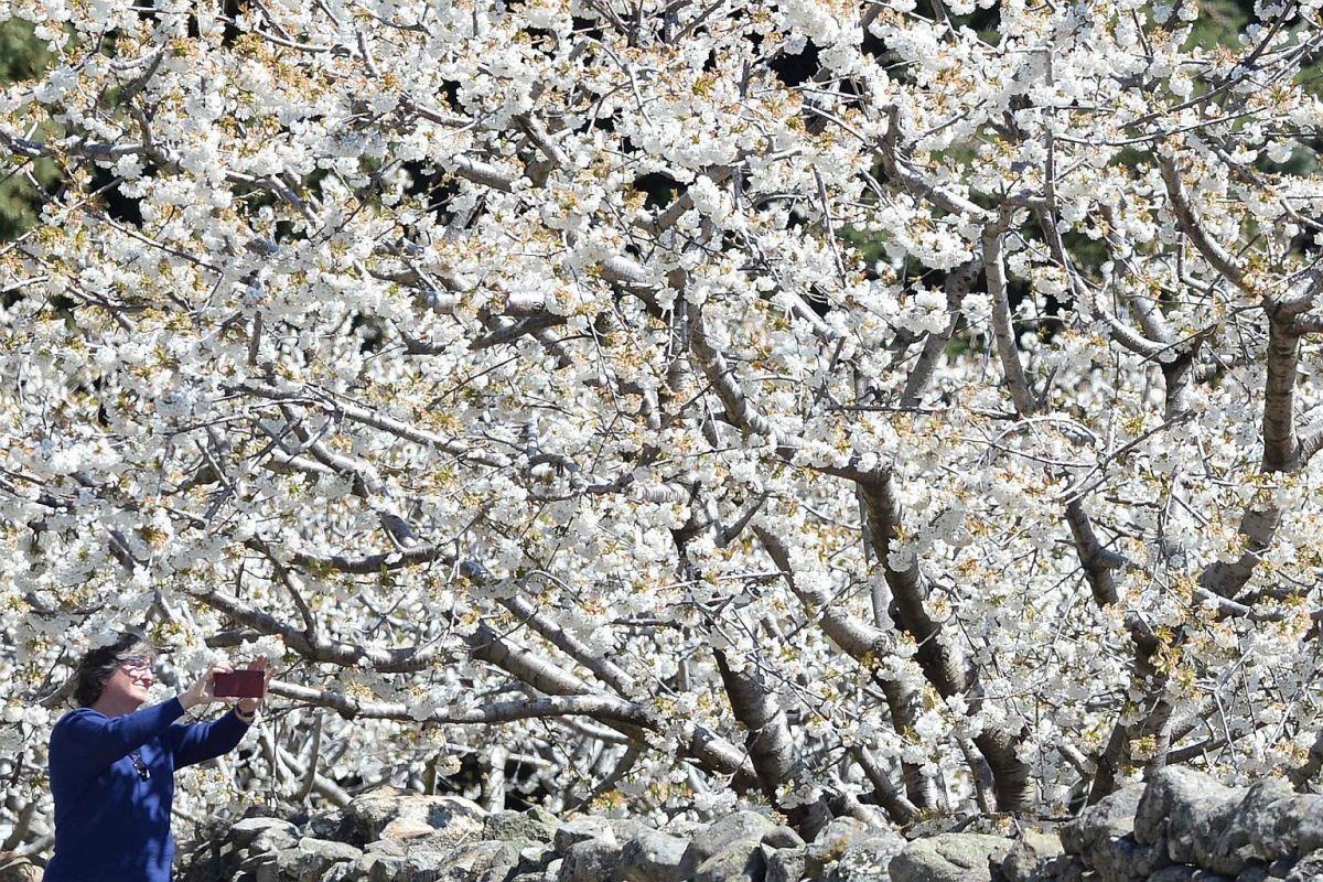 Nhật Bản rực rỡ hoa anh đào ảnh 7 Nhat Ban ruc ro hoa anh dao anh 7