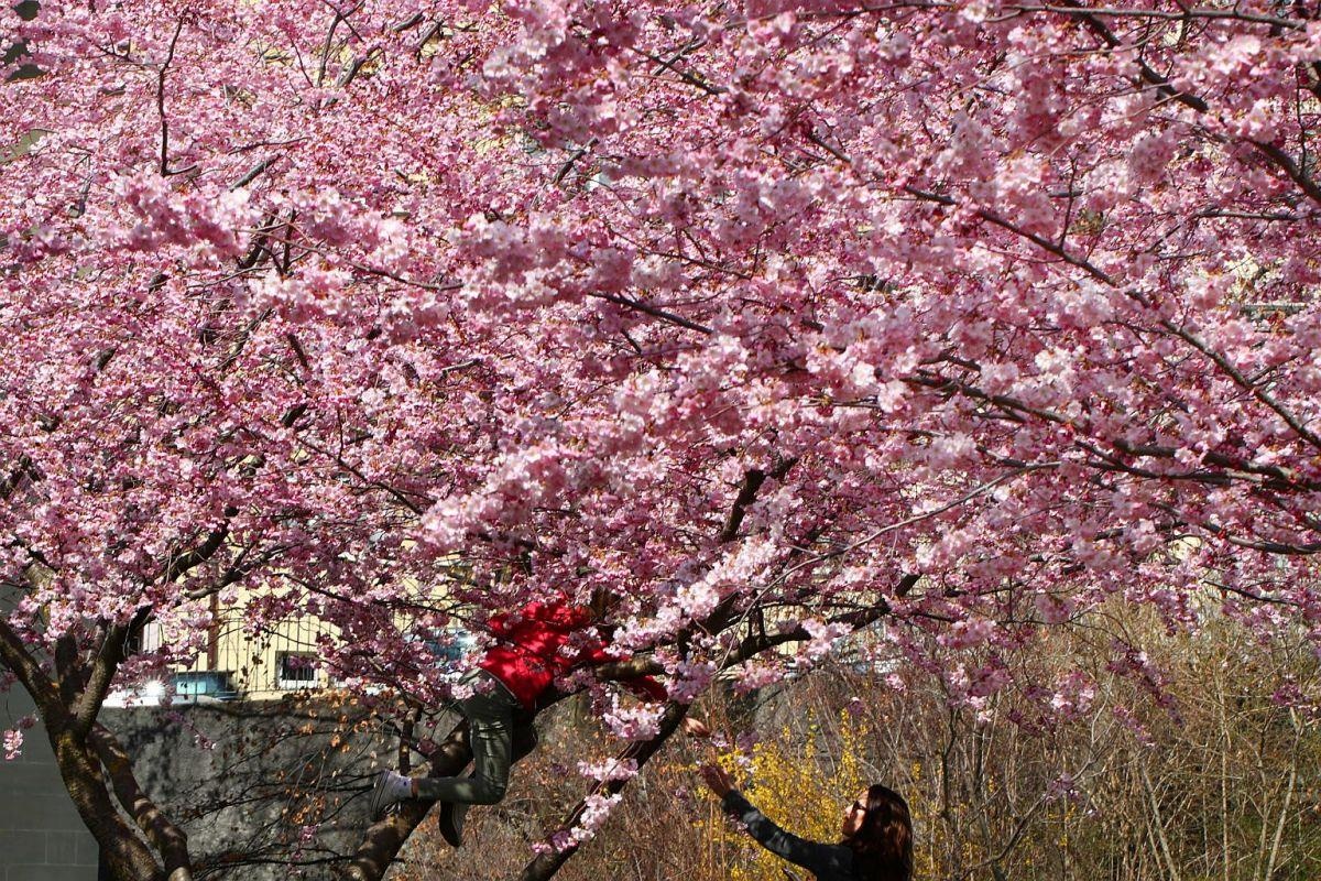 Nhật Bản rực rỡ hoa anh đào ảnh 10 Nhat Ban ruc ro hoa anh dao anh 10