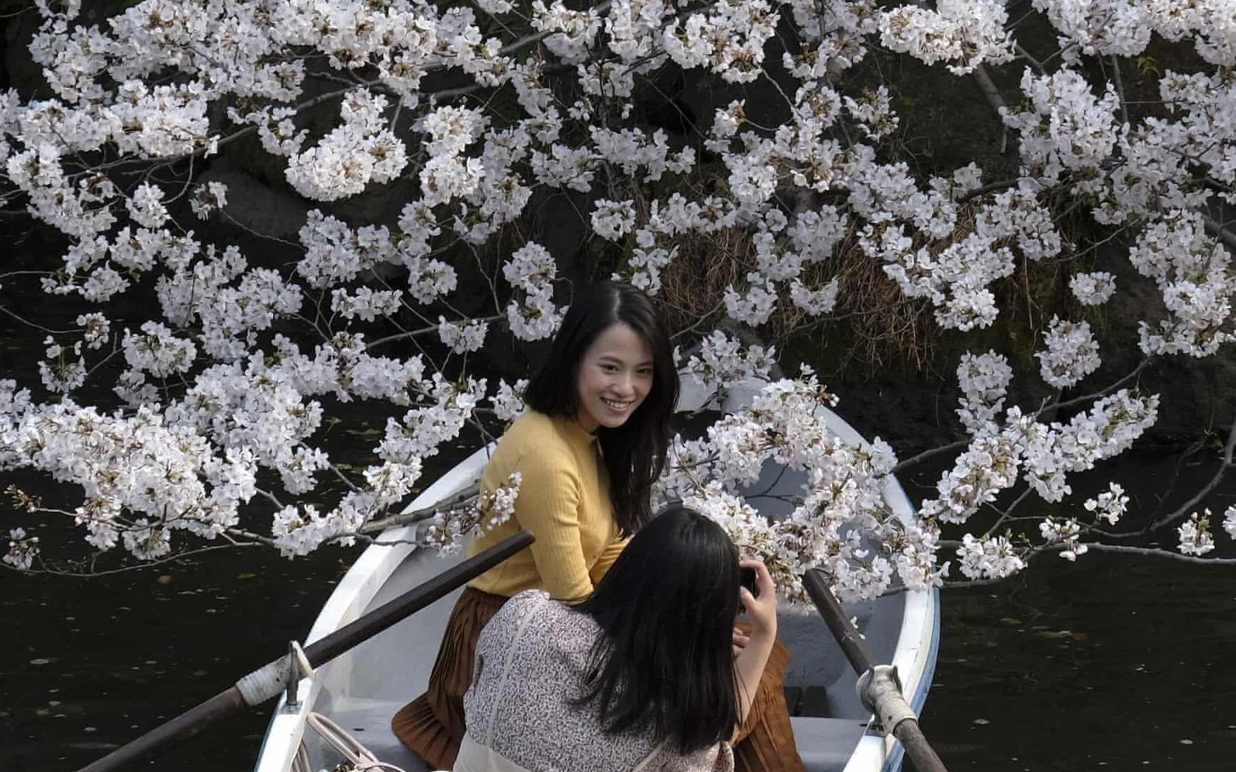 Hoa anh dao bung no tu Tokyo den Washington D.C. hinh anh