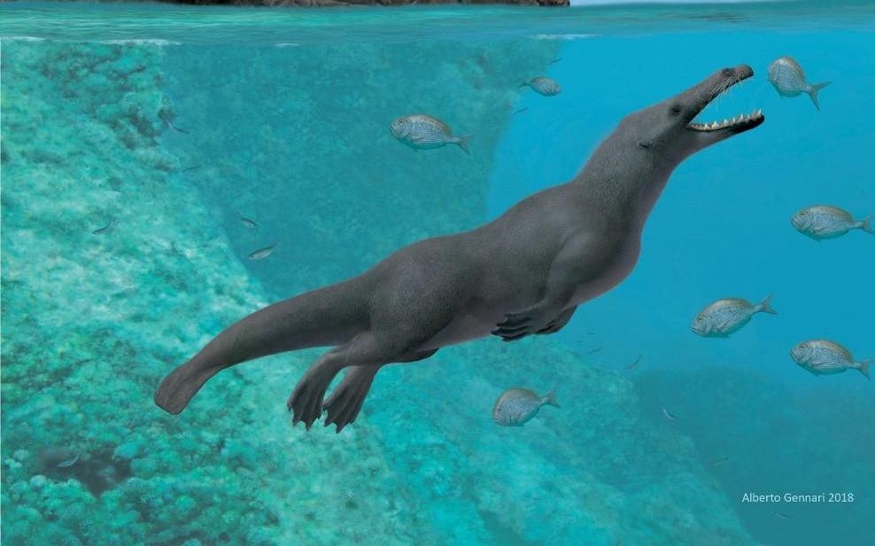 50 trieu nam truoc, ca voi co 4 chan va di chuyen tren bo nhu rai ca hinh anh