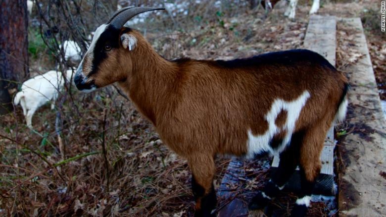 De - vu khi cuu hoa moi nhat cua chinh quyen California hinh anh