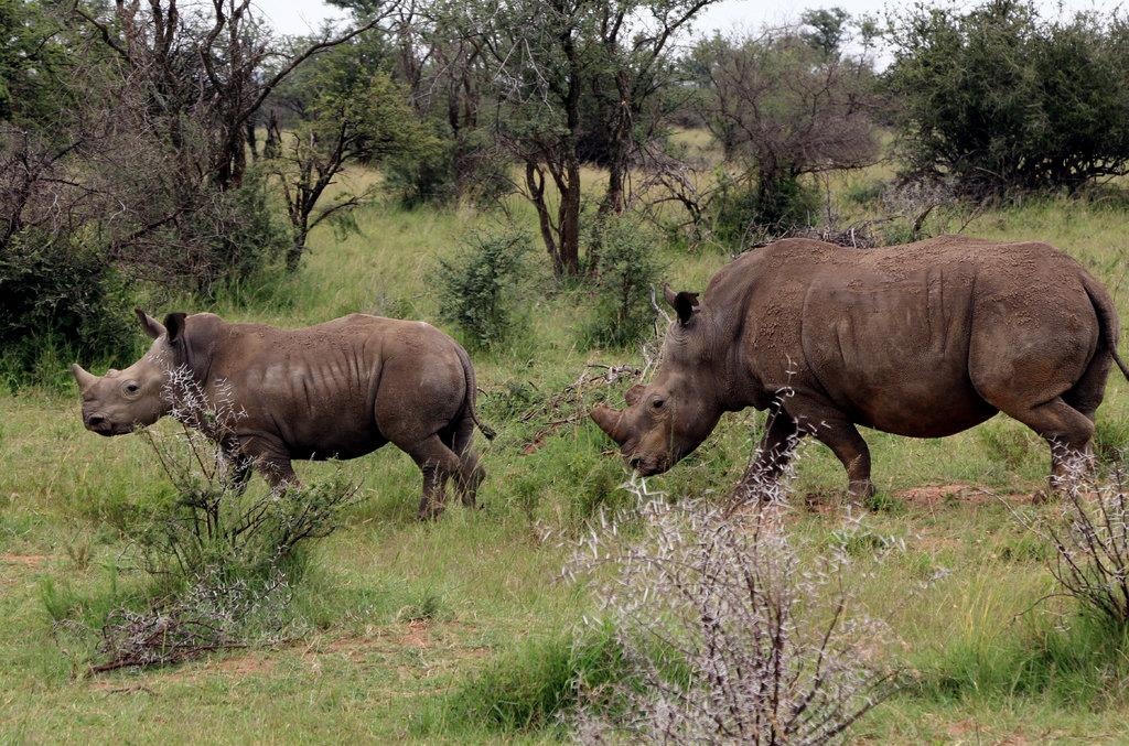 tho san trom bi su tu an thit anh 1