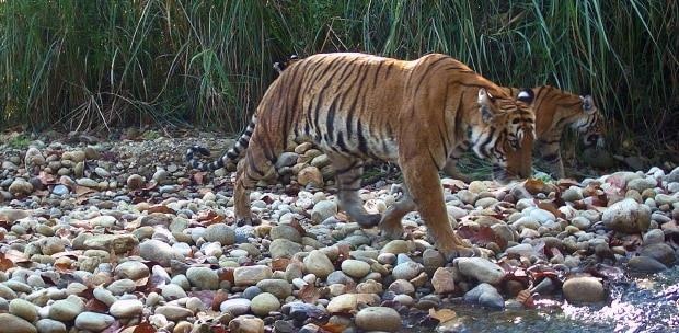 Malaysia bat giu 2 nguoi Viet Nam nghi san trom ho hinh anh