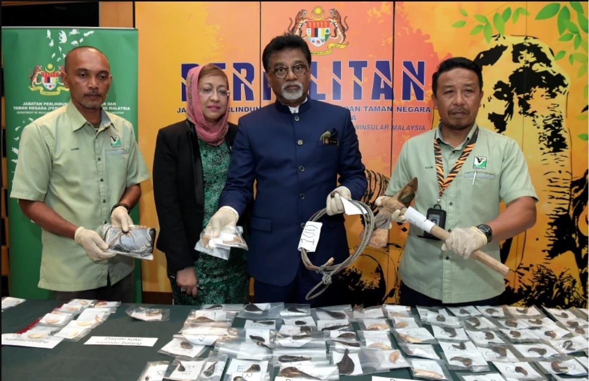 Malaysia bắt người Việt vì săn trộm hổ ảnh 1 Malaysia bat nguoi Viet vi san trom ho anh 1