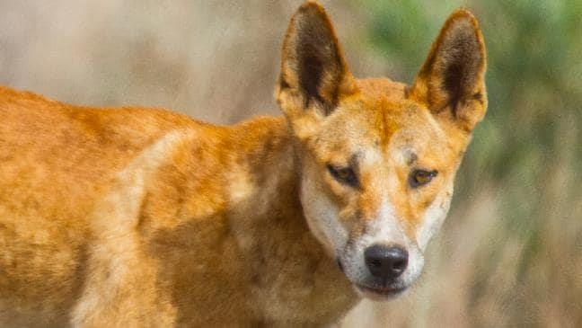 Cha vat lon cuu con trai bi cho hoang dingo can co tha di trong dem hinh anh