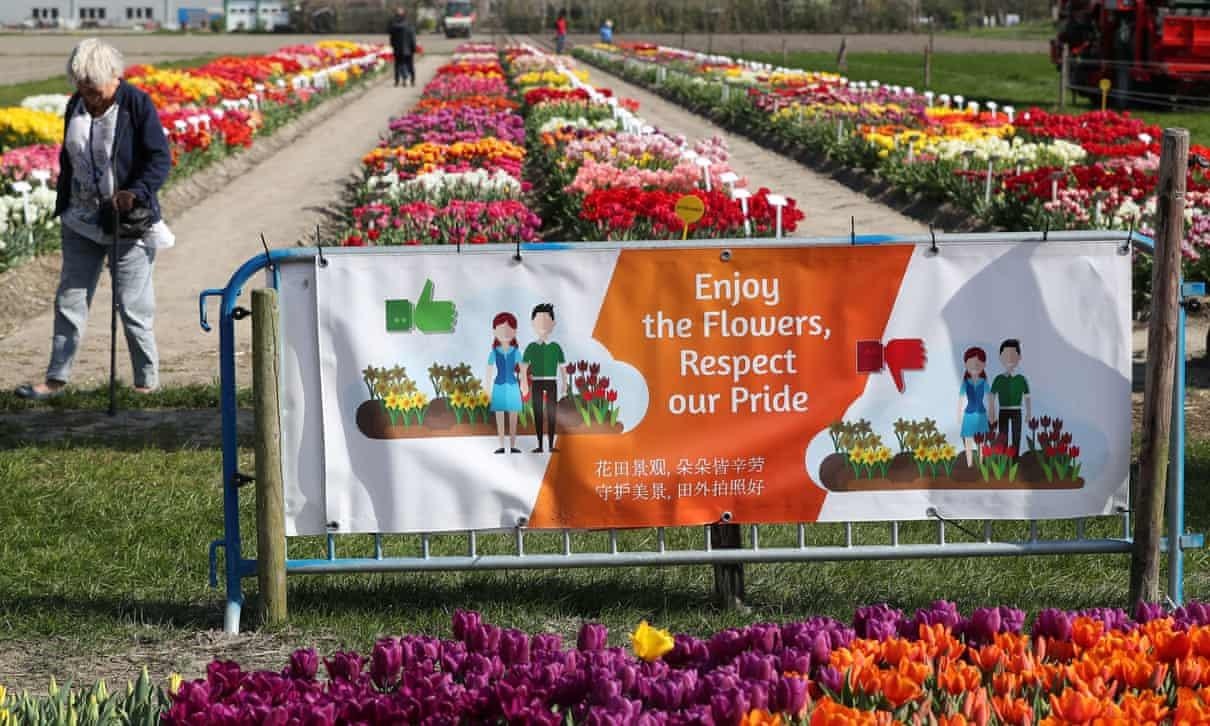 Vườn hoa tulip Hà Lan dựng rào chắn khách du lịch ảnh 1 Vuon hoa tulip Ha Lan dung rao chan khach du lich anh 1