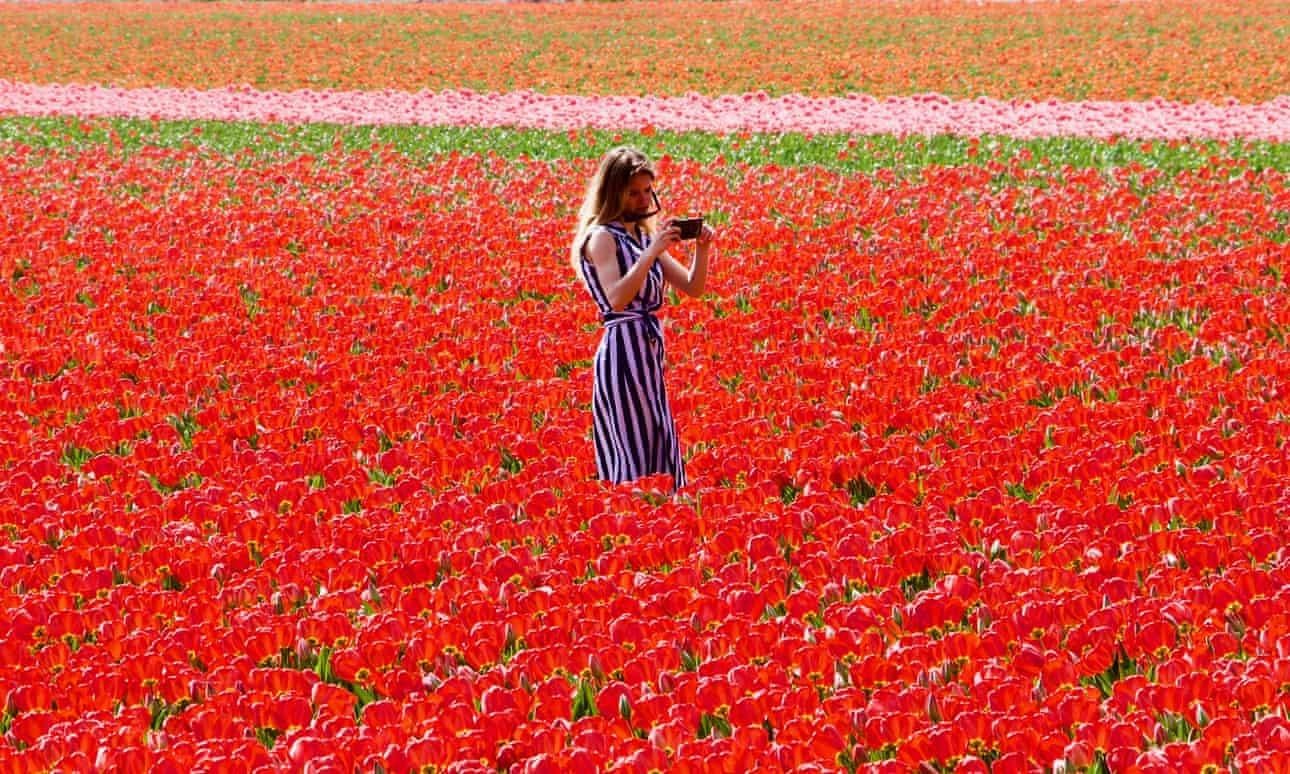 Ha Lan dung rao chan ngan du khach dam nat hoa tulip de 'selfie' hinh anh